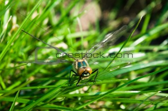 Dragonfly Outdoor 