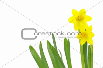 Yellow narcissus 