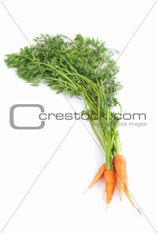 fresh Carrot