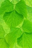 Abstract green leves background