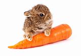 Wild rabbit with carrot
