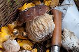 Mushrooms Basket, Italy