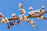 Flowering apricot tree branch