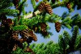 Pine cones in the tree