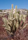 Antler cholla cactus