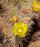 Wolfs cholla cactus flower