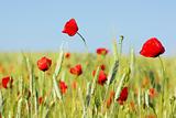 Red Poppies in field .