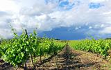 Thunderstorm in vineyard at portuguese field.