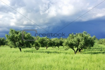 Olives tree on green field at Portugal.