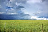 Thunderstorm wheat field. 