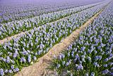 Hyacinth field
