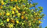 Yellow lemons on tree.