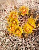Barrel Cactus in bloom
