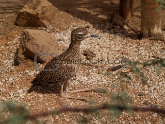 Spotted Bush Thick-Knee Sunning in the Sand.