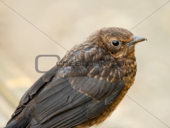 Young Blackbird