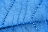 abstract colored leaf texture