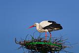 stork in the nest