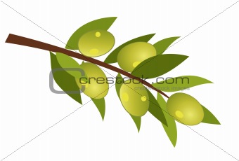 olive branch with olives
