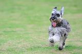 Miniature schnauzer dog running on the lawn
