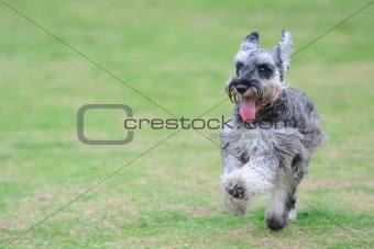 Miniature schnauzer dog running on the lawn