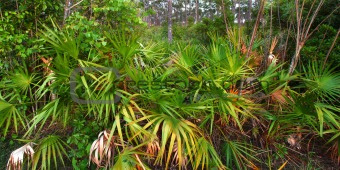 Palmetto Understory - Everglades