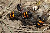 Burying Beetles (Nicrophorus orbicollis)