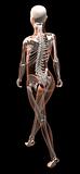 Female skeleton walking