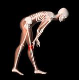 Female medical skeleton with knee pain