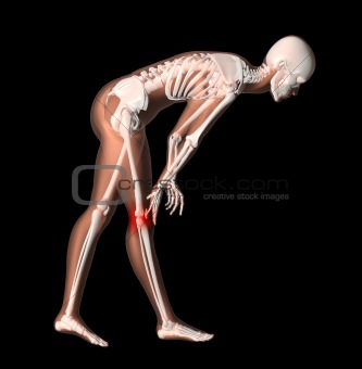 Female medical skeleton with knee pain