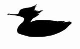 vector silhouette duck on white background