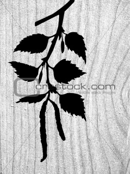 vector  silhouette of the branch of the birch on wood background