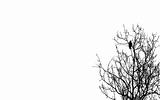 vector illustration ravens on branch on white background