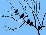 vector silhouette starling on branch tree