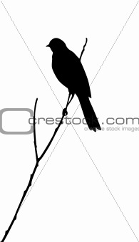 vector silhouette of the bird on white background