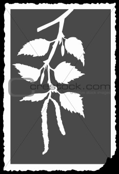 vector drawing of the branch of the birch on torn to paper