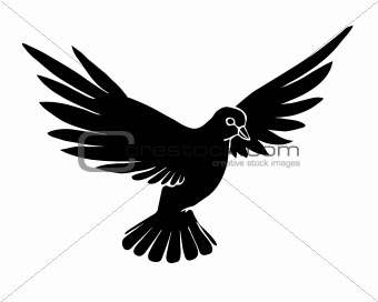 vector silhouette dove on white background
