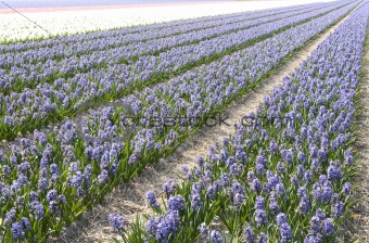 Hyacinth field
