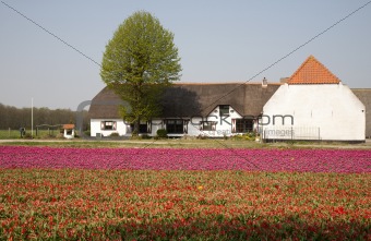 Tulip farm
