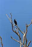 cormorant (phalacrocorax carbo) 