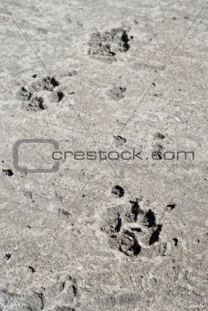 Dog footprints on the concrete