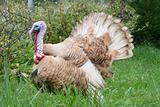 courting Turkey,"Meleagris gallopavo"