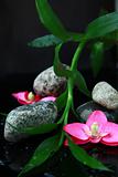 branch of bamboo, stones and orchids in water spa concept