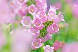 pink flowers in spring time