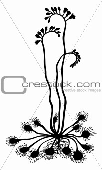 vector silhouette sun dew on white background