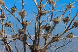 cormorant nests in a tree 