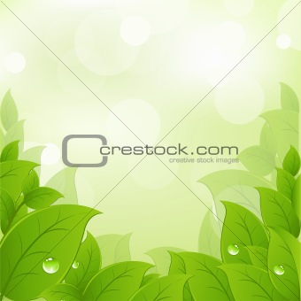 Fresh And Green Leaves