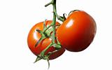 Tomatoes on a branch