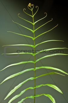 Leaf of a fern on a dark background close up