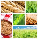 Collage of wheat and wheat products