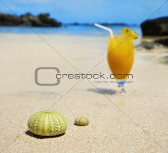 Sea urchin shells on the beach with a fresh fruit cocktail in the background
